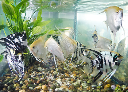 鱼类水族馆金子鲈鱼橙子野生动物柠檬店铺烹饪荒野海鲜图片