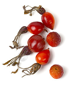 一只狗狗的浆果食物荒野红色水果白色背景图片