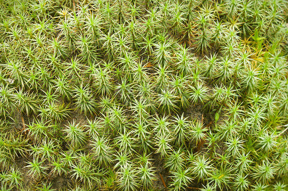 绿树苔藓木头生长地衣植物人植物叶子泥潭绿色水平图片