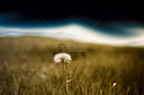 实地视图草地花朵太阳风景季节场地花园天空场景地平线图片