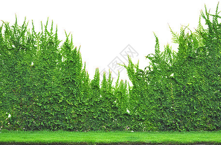 常春藤树叶后院生长植物前院绿色围墙图片