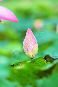 莲体粉色荷花花粉叶子莲藕园艺绿色黄色图片