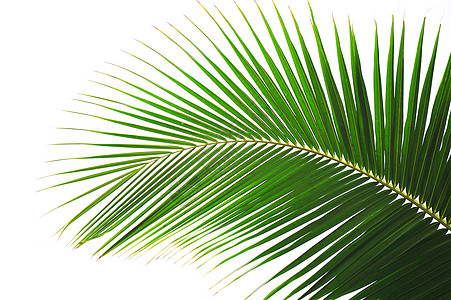 棕榈热带叶子气候背景图片