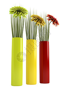 三个格贝拉花朵头状花序装饰园艺温室圆柱植物群圆柱形菊科插图植物图片