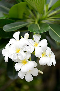 弗朗吉帕尼花朵美丽植物群鸡蛋花叶子绿色白色黄色图片