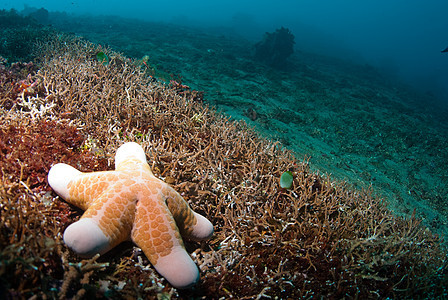 水下海星海浪潜水海绵世界橙子呼吸管海洋异国浮潜珊瑚图片