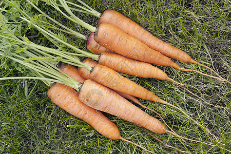 含有蔬菜顶端的胡萝卜销售东西季节市场村庄养分绿色生产食物农场图片
