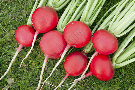 红萝卜种植生长蔬菜花语红色维生素草药菜园食物收成图片