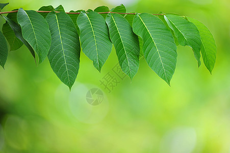 新鲜树叶森林植物环境生长绿色叶子图片