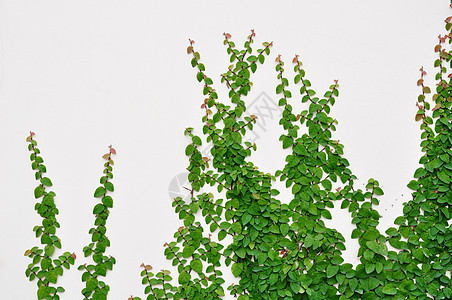 墙上有维维的长城绿色纹理植物背景图片