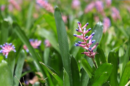 布罗梅利花花花环植物群世界末日紫色蓝色花序粉色花园植物热带图片