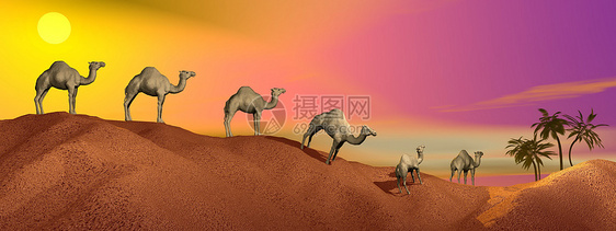 沙漠中的骆驼太阳哺乳动物艺术热带地平线野生动物旅行沙丘棕榈荒野图片