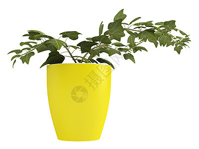 在黄锅里生长的常春藤装饰品培育绿色植物植物学花园风格爬行者工作室植物藤蔓图片