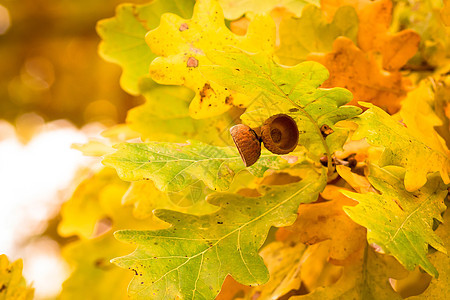 橡叶秋色场景季节公园树叶植物流动宏观生长黄色橡子图片