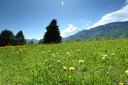 弹簧振动体山脉蓝色旅行森林岩石草地天空环境丘陵松树图片