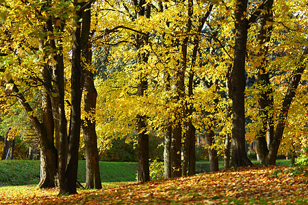 秋树森林树干叶子树叶车道植物群环境季节树木橙子图片
