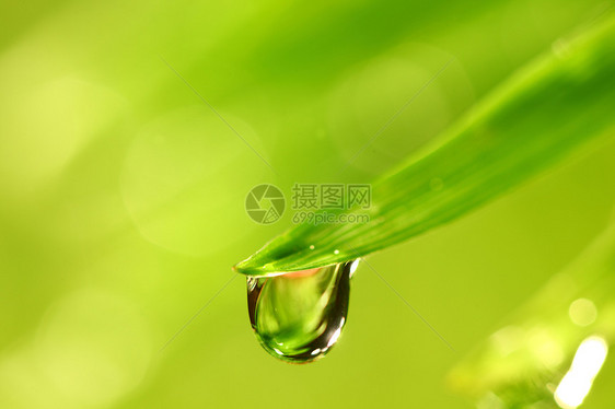 大水滴树叶草本植物雨滴草地背景叶子宏观液体环境反射图片
