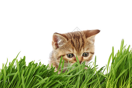 草地后面的猫植物小猫叶子猫科植被头发农场花园草本植物薄荷图片