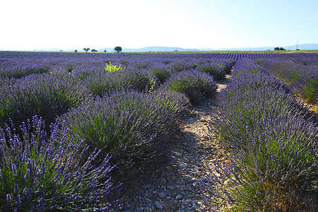 淡紫地收成花朵农业农村风景香味蓝色农田天空农场图片