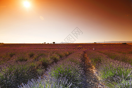 淡紫地疗法紫色农场农业风景香味植物农田花朵农村图片