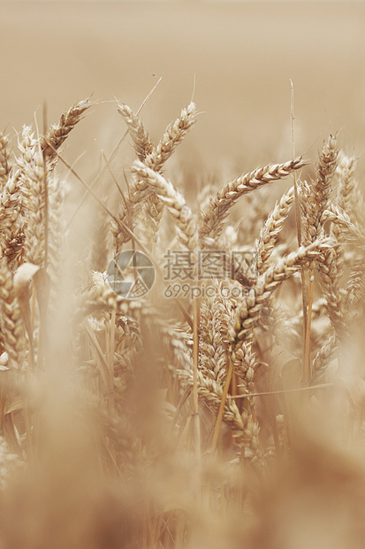 田地上小麦特写农业粮食金子耳朵植物农村种子大麦面包季节图片