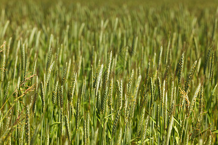 早春小麦田蓝色农场天空收成生长粮食谷物晴天小麦面包图片
