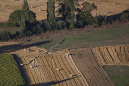 飞翔的秃鹫 西班牙拉斯梅林达德斯 布尔戈斯 卡斯蒂利亚和里昂荒野秃鹰生活飞行晴天国家野生动物农村翅膀清道夫图片