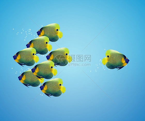 不同方式的天使鱼波纹玻璃厌恶神仙鱼活动宠物团体水族馆游泳分歧图片