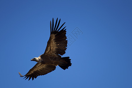 飞翔的秃鹫 西班牙拉斯梅林达德斯 布尔戈斯 卡斯蒂利亚和里昂荒野翅膀野生动物晴天秃鹰清道夫飞行动物群生活图片