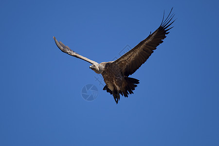 飞翔的秃鹫 西班牙拉斯梅林达德斯 布尔戈斯 卡斯蒂利亚和里昂野生动物动物群生活晴天飞行翅膀清道夫秃鹰荒野图片