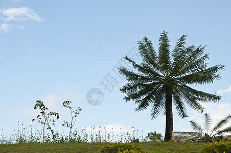 山上的椰枣树旅行草地农村文化场景叶子植物植物群爬坡场地图片