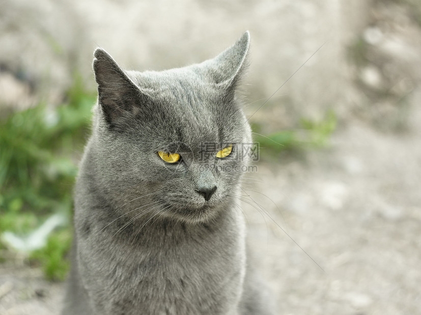 英国野外成年灰色猫图片