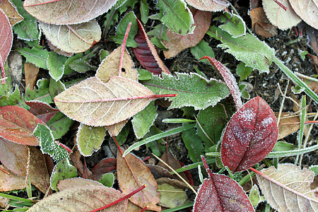 秋天霜冻的叶子图片