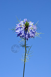 爱情主义者天空紫色黑种草植物群草本植物植物蓝色荒野图片