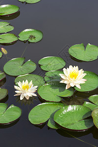 白莲粉健康池塘液体叶子软垫百合花园睡莲植物花瓣图片