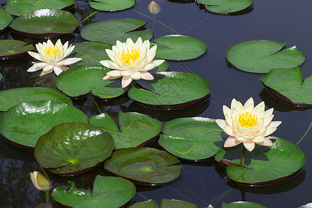 白莲粉池塘冥想情调异国叶子花瓣植物液体健康软垫图片