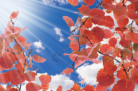 秋叶对蓝天橙子棕色红色公园金子森林季节叶子季节性图片