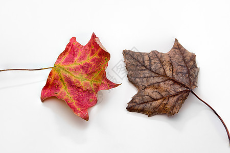白上孤立的两块秋叶图片