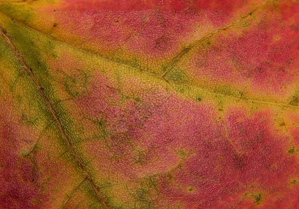 秋季Maple Leaf 的极端宏背景图片