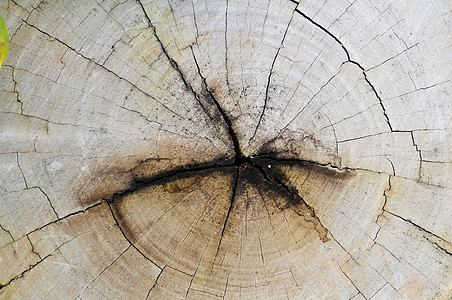 树木背景背景木头活力生态圆形日志树干乡村木材国家命令图片