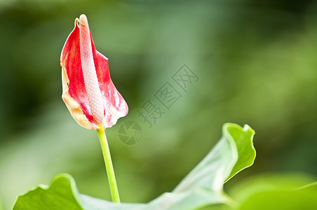 法拉明戈百合婚礼情调卡片场地植物热带花园植物学礼物玫瑰图片