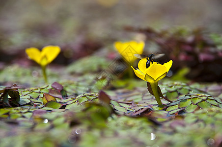 小黄黄色莲花花情调花萼植物学核桃属灌木异国百合植物生物学叶子图片