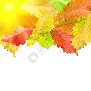 你文字的秋叶边框白对白白色树叶季节叶子枝条公园植物学宏观森林植物图片