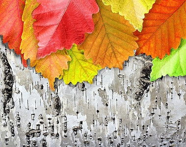 木制背景的秋叶植物花园橙子植物学叶子白色宏观枝条树叶树木图片