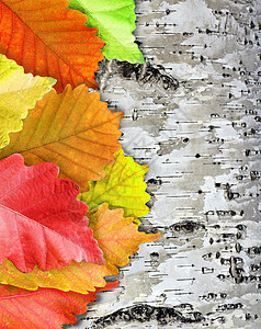 木制背景的秋叶植物学橙子树叶宏观白色花园植物公园枝条森林图片