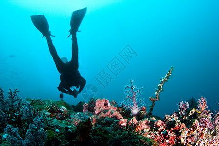 Scuba 潜水员珊瑚海洋红色浮潜蓝色运动绿色旅行岩石娱乐背景图片