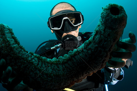 持有海参的Scuba潜水员热带岩石旅游动物指导展示教学探险家生活潜水图片