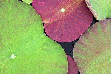 彩莲树叶季节植物植物园花园花坛叶子百合绿色花朵风景图片