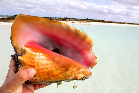 贝壳牌蓝色小鸡水果厨房野生动物温泉食物开始海滩海洋图片