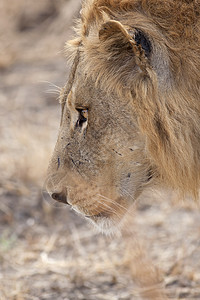 野狮国家捕食者男性荒野食肉狮子野生动物草地动物鬃毛图片